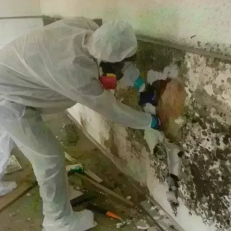 Mold Remediation and Removal in Commerce, GA